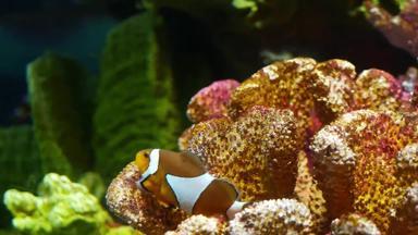 小丑鱼珊瑚水族馆小小丑鱼游泳雄伟的珊瑚黑色的背景水族馆水海洋水下热带生活自然背景